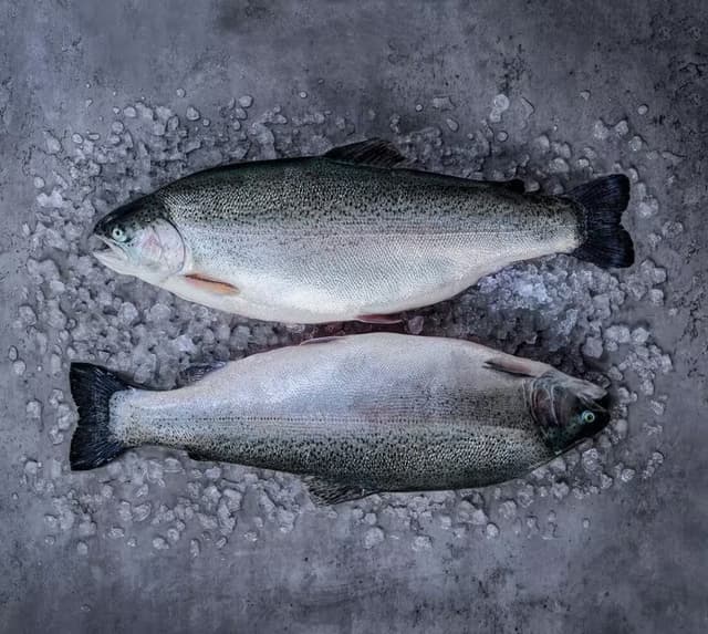 Fjord Trout