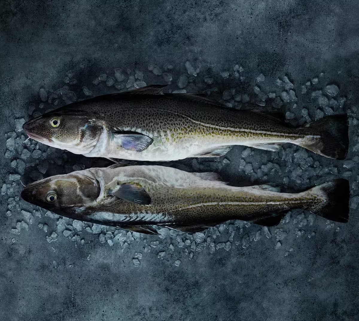 Norwegian Whitefish